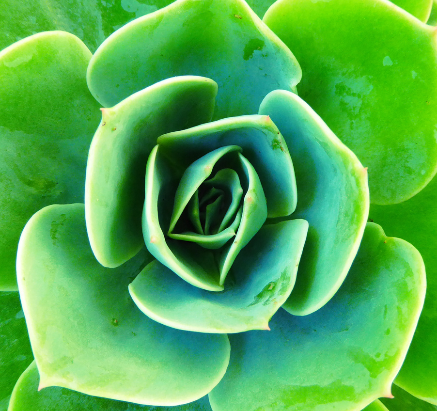 Close up of a Succulent