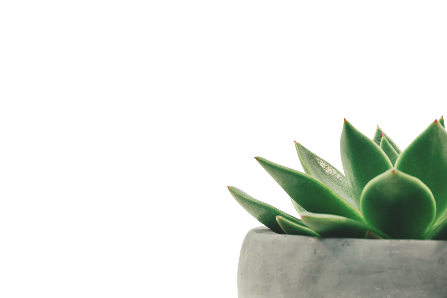 Potted Succulent Plant