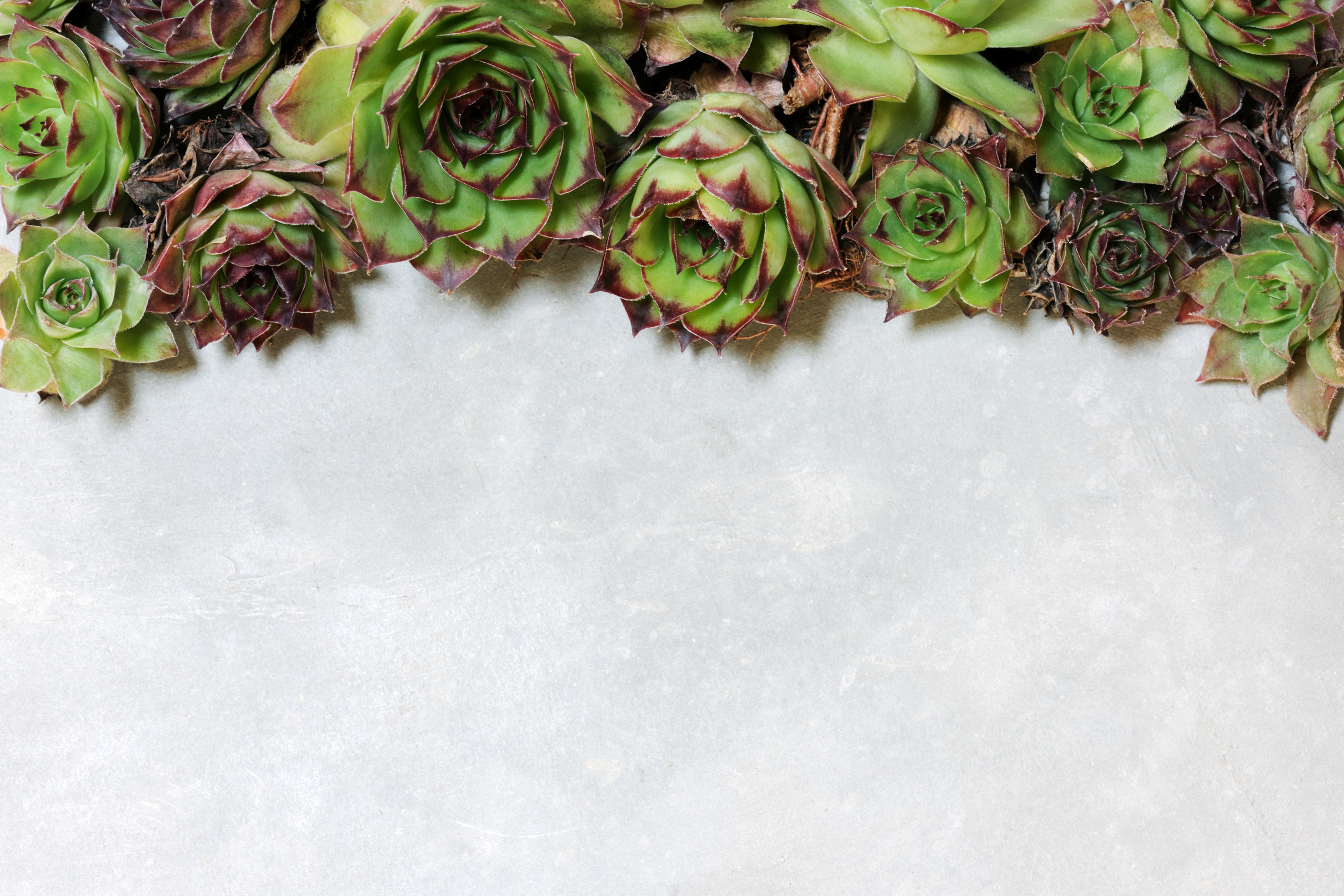 Background with Succulent Plants