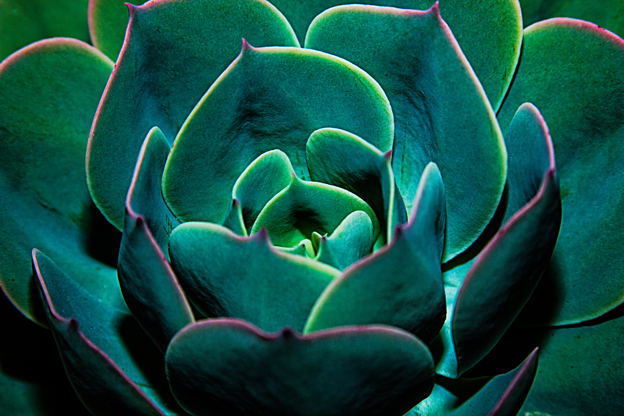 Succulent