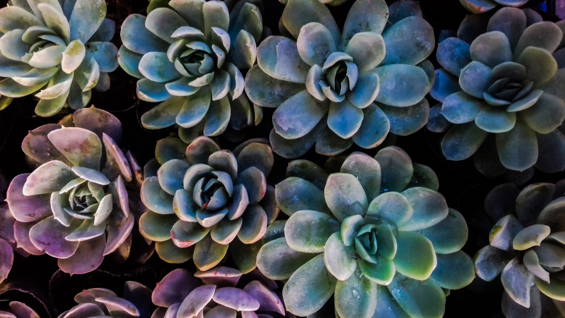 Rows of Succulent