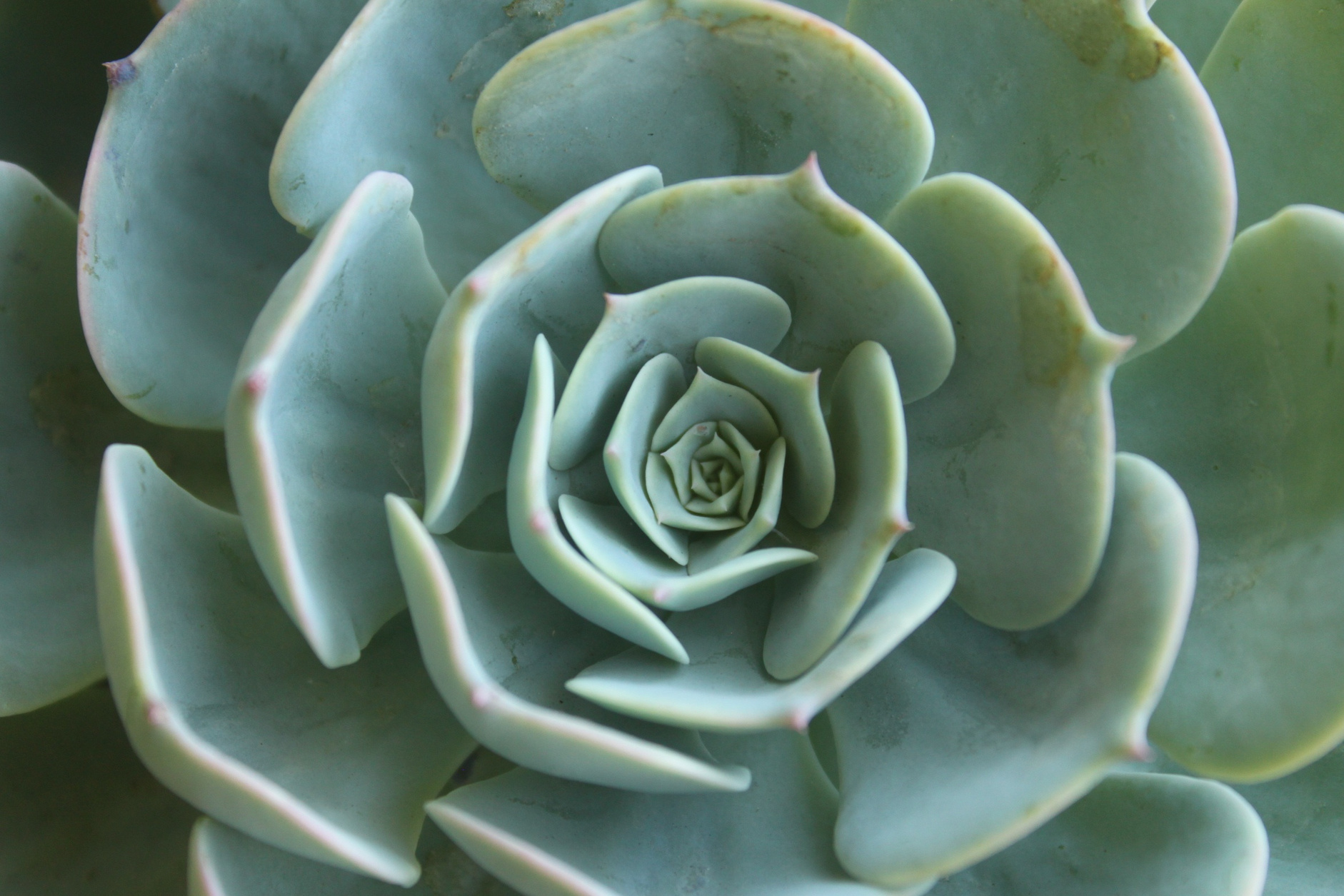 Suculent Plant Close-up