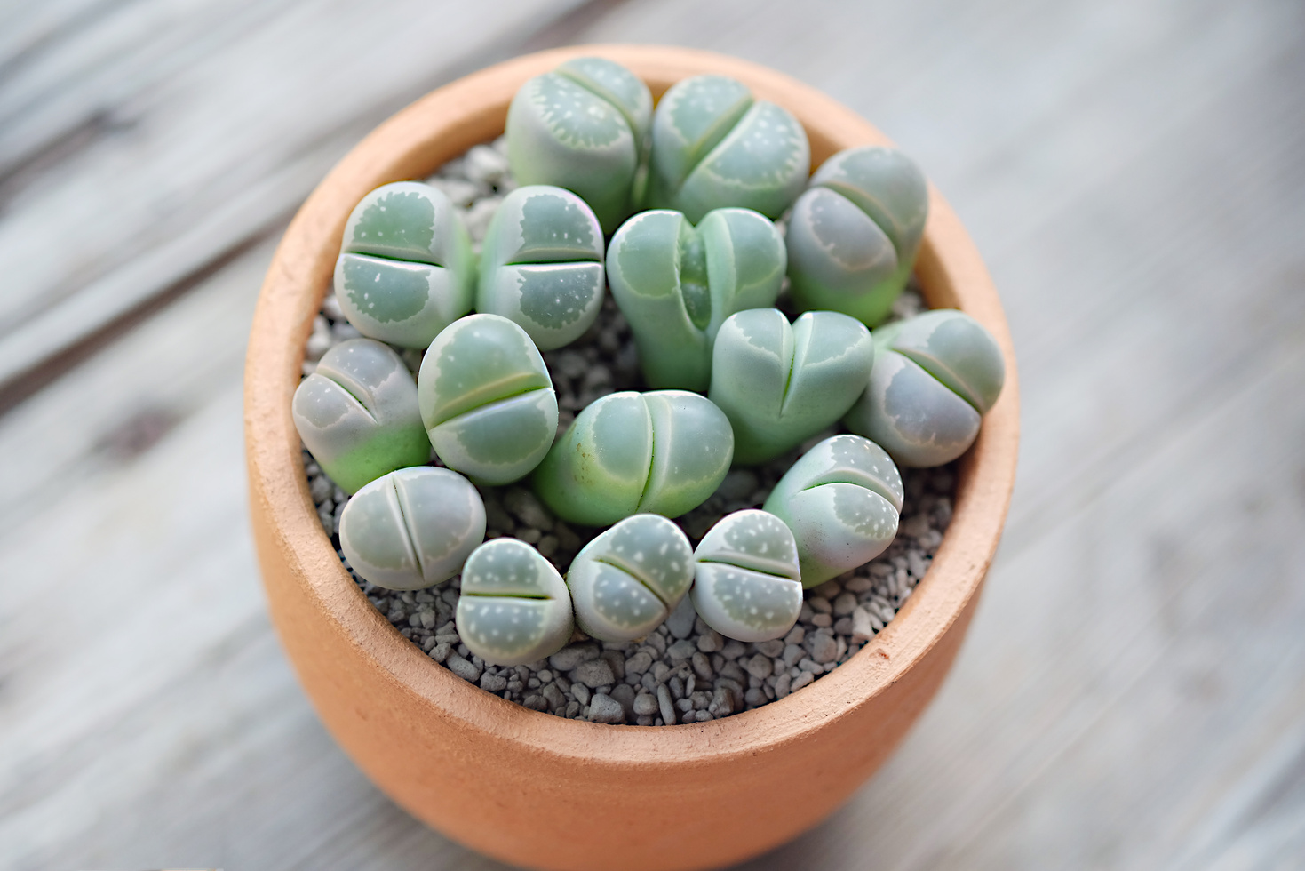 Lithops succulents, Cactus , Lithops Olivacea