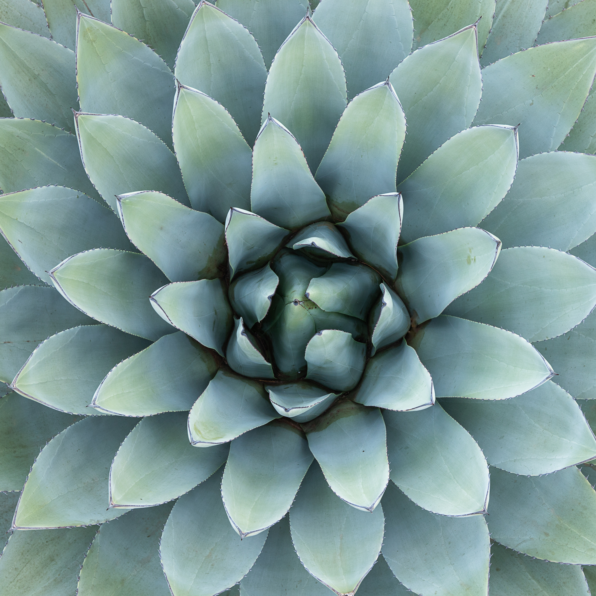 Spiky leaves of succulent plant