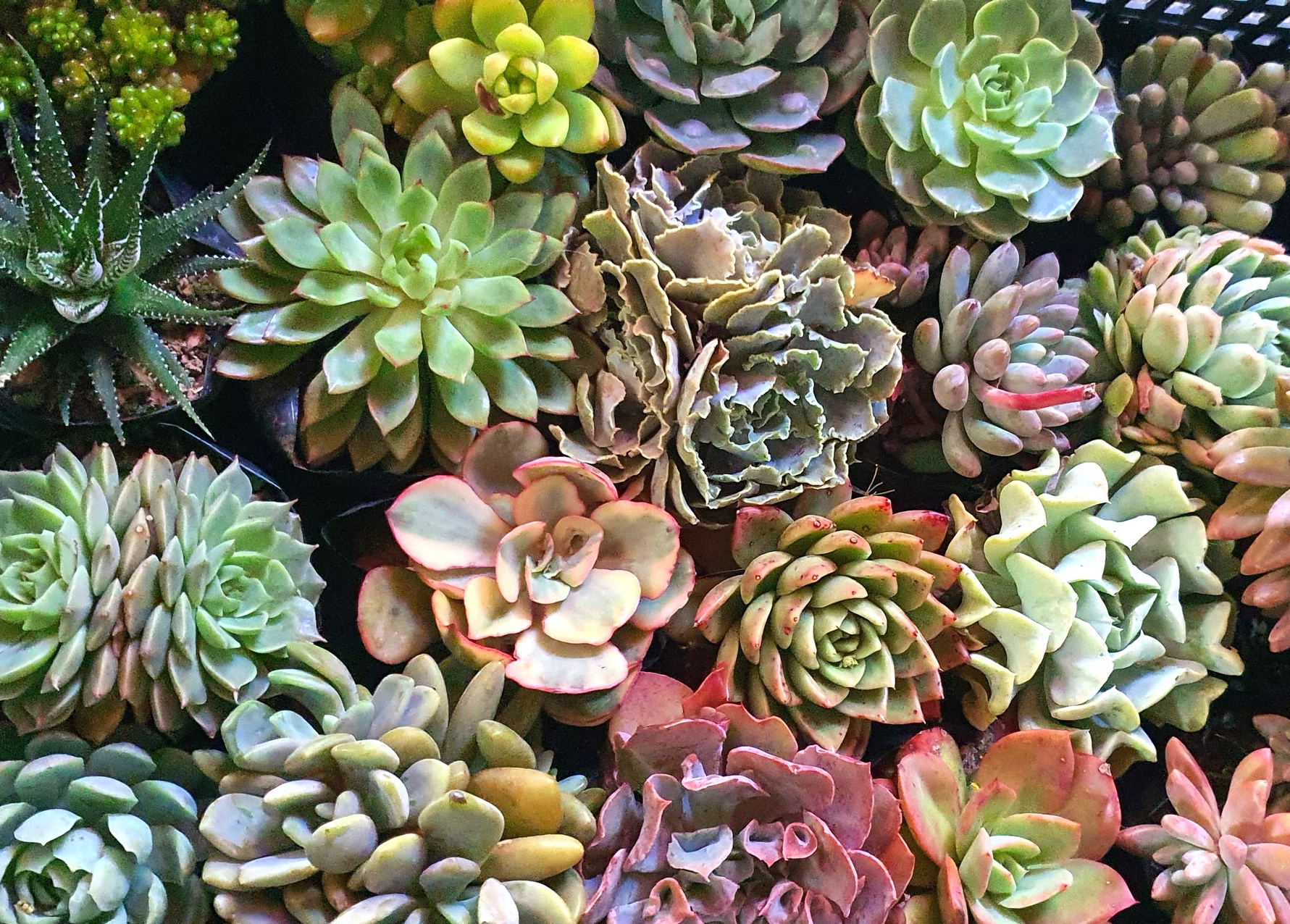 Succulents