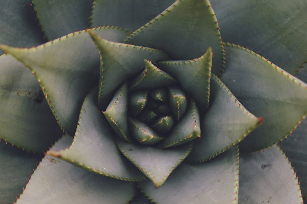 Green and Black Succulent Plant