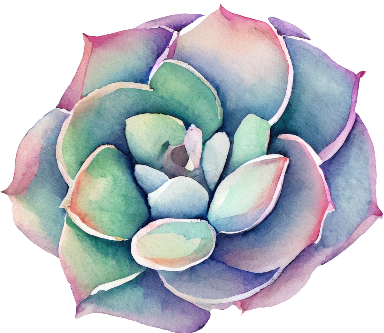 Succulent Watercolor Illustration